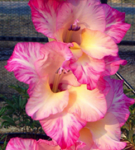 Gladiolus